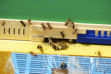 A scene of bees coming in and out of the beehive