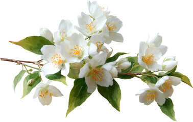 Obraz premium Jasmine blooms radiate joyful elegance in delicate floral display