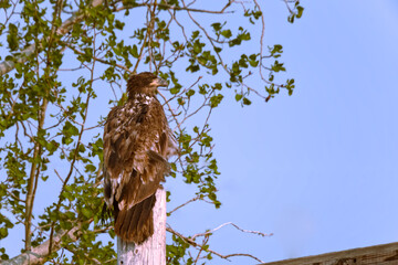 Golden eagle perched