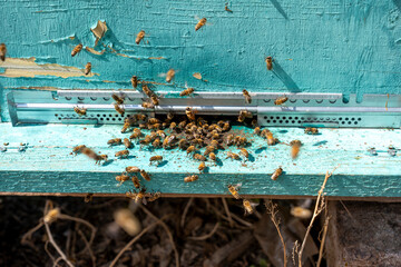 A scene of bees coming in and out of the beehive