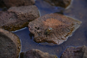 Bee Drinking Water on Rocks