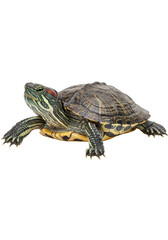 Obraz premium Isolated Turtle Photo Transparent Background Wildlife Reptile Slider