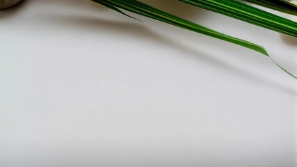 Serene spa setup featuring river rocks and green striped foliage against a minimalist white background, wellness scene promoting peace.