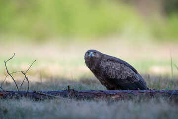 Lesser spotted eagle behind a log