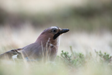 Jay among the dead grass