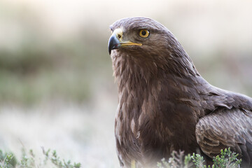Close-up of an eagle among plants