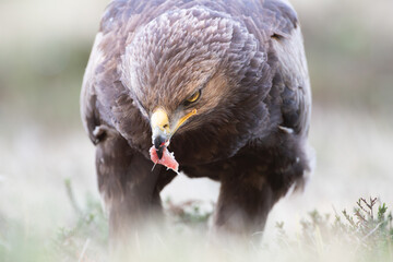 A lesser spotted eagle with a piece of prey in its beak close up