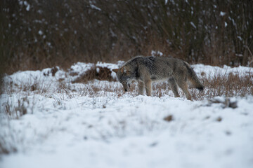 A wolf searching for something in the snow
