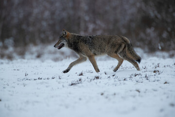 A wolf running through a snowy meadow