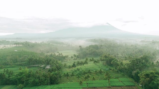 Aerial view of lush green rice terraces with palm trees in Dampit, Malang, East Java, Indonesia, surrounded by morning fog and cloudy weather condition with a mountain in the distance