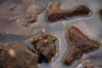 Bee Drinking Water on Rocks