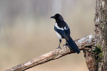 A magpie sitting on a branch on a sunny day