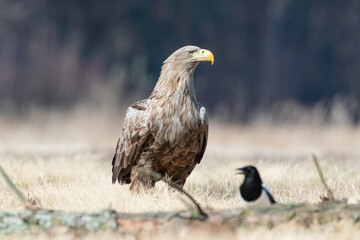 White-tailed eagle and magpie on a meadow
