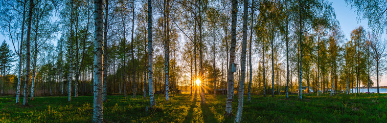 Golden sunset illuminating a birch tree forest in Sweden during the enchanting White Nights,...