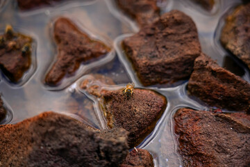 Bee Drinking Water on Rocks