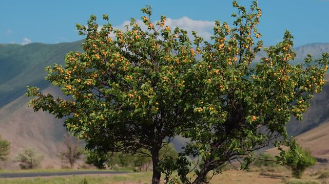 Wild apricot tree close-up view on mountains background in Kyrgyzstan