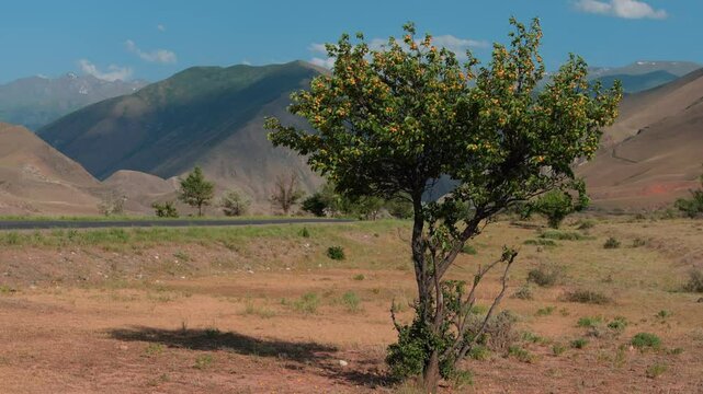 Wild apricot tree on mountains background in Kyrgyzstan