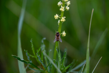 Pollination in action։ Bee and flower