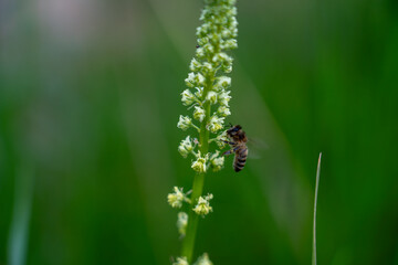 Pollination in action։ Bee and flower
