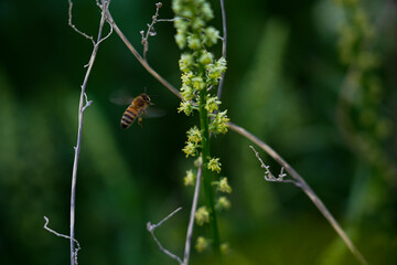 Pollination in action։ Bee and flower