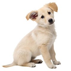 Obraz premium golden retriever puppy on white background