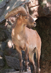 Adult male East Caucasian Tur, (Capra cylindricornis), with rocks background