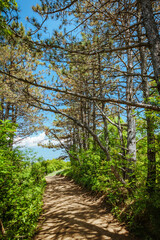 Picturesque forest path near Kojori, Georgia, shaded by tall trees under a sunny sky, ideal for outdoor adventure and hiking imagery