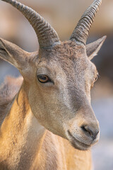 Adult female East Caucasian Tur , (Capra cylindricornis), head portrait