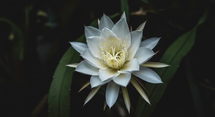 Night blooming cereus ethereal beauty unfolds in darkness a breathtaking spectacle of nature