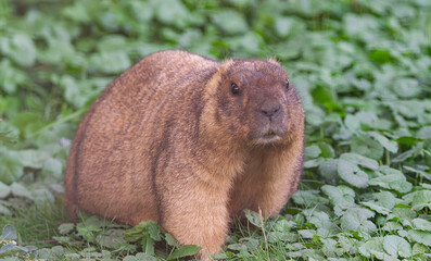 bobak marmot, (Marmota bobak), standing on a surface with green grasses