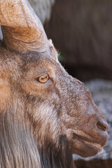  male Markhor, (Capra falconeri), lateral head portrait, close view