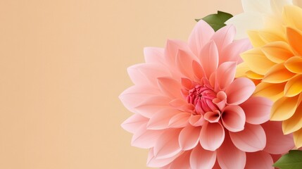 Fototapeta premium Peach and Pink Dahlia Blooms - Delicate pink and peach dahlias symbolize beauty, elegance, inner peace, optimism, and new beginnings. A perfect for springtime or celebration themes