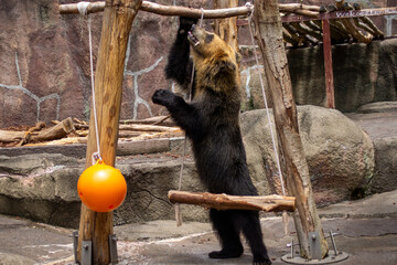 ブランコで遊ぶヒグマ｜ Brown Bear Playing on a Swing