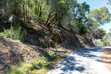 Winding private road carved into a tree-covered hillside in San Rafael, California. Dense foliage, dappled light, and visible utility piping evoke rustic forest infrastructure.