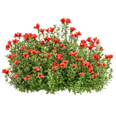 Vibrant bed of red flowers bush isolated on white background