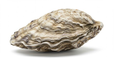 Raw Oyster Shell Detailed Texture Natural Beauty