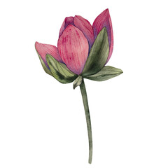 Hand drawn lotus flower buds in watercolor style. Tropical flower of waterlily. botanical illustration for packaging, wedding, textile, branding, spa product, floral Zen design