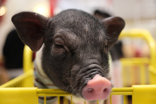 Miniature pig pet close up