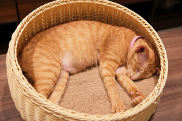 one Tabby Cat sleep in woven basket