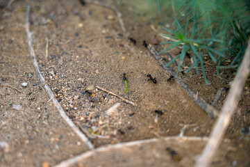 Busy activity of ants in their natural habitat