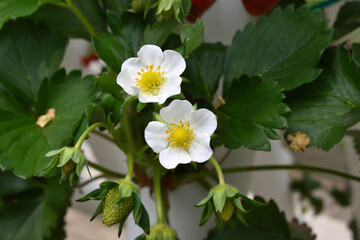 Strawberry flower. Close up.
In Hydroponic strawberry farm, Japan.