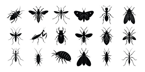 Insect icon. set of all insects of white background
