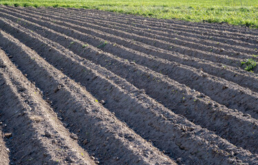 Turn over the soil in preparation for crop cultivation