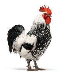 Fototapeta premium A majestic black and white rooster stands proudly against a stark white background.
