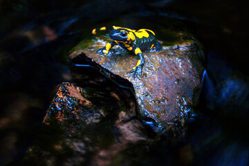 Fire salamander in natural forest habitat