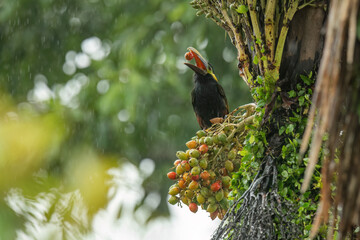 Yellow-eared toucanet (Selenidera spectabilis) is rare species of toucans in Costa Rica)