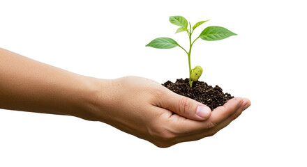 Isolated Hand Holding a Sprout in Soil