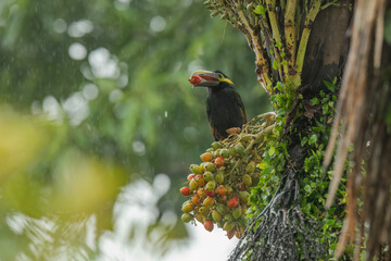 Yellow-eared toucanet (Selenidera spectabilis) is rare species of toucans in Costa Rica