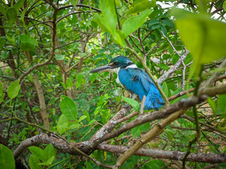 blue bird on a branch