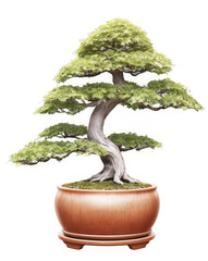 Maple bonsai